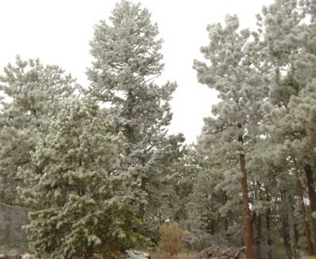 Backyard Forest dressed for Winter
