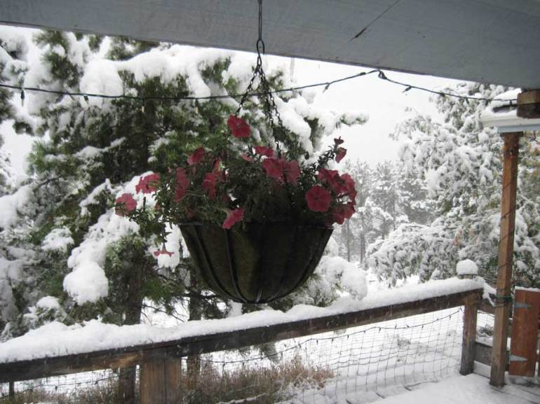 Petunias-and-Snow