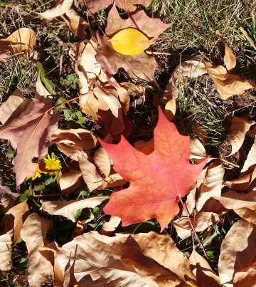 Leaves on Ground