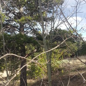 Buds on the Aspen trees
