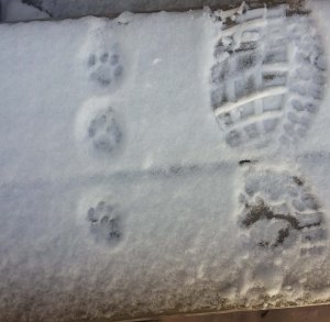 Kitty paw prints in the snow.