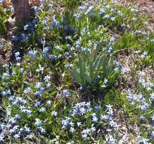 Squills and a Daffodil ready to bloom.