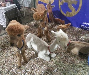 Baby Alpacas