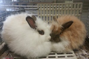 Fr Angora Luv Bunnies
