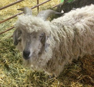 Grown Angora Goat