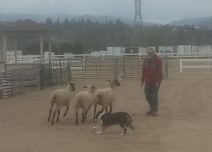 Sheep Dog Demo 1