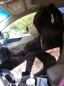 Passenger Bear