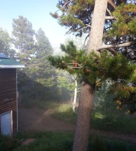 Afternoon Fog Frontyard