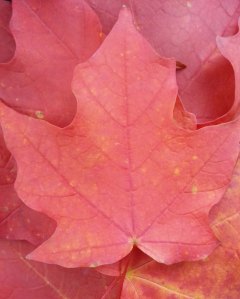 Maple Leaves