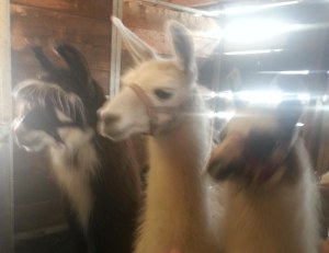Llamas - 3 amigos