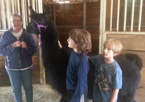 llamas - Boys with black llama