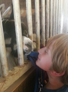 Llamas - Nose to Nose