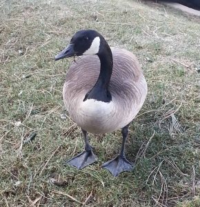 Goose Friend