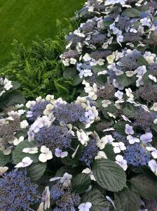 LG Lace Hydrangea