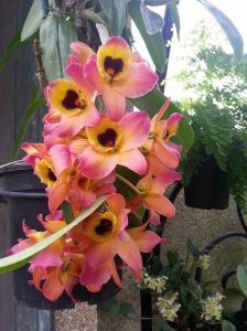 LG Orchids 1