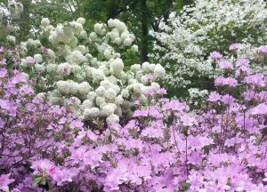 White Snoballs and Purple Azaleas. These special azaleas are named "Winterthur".