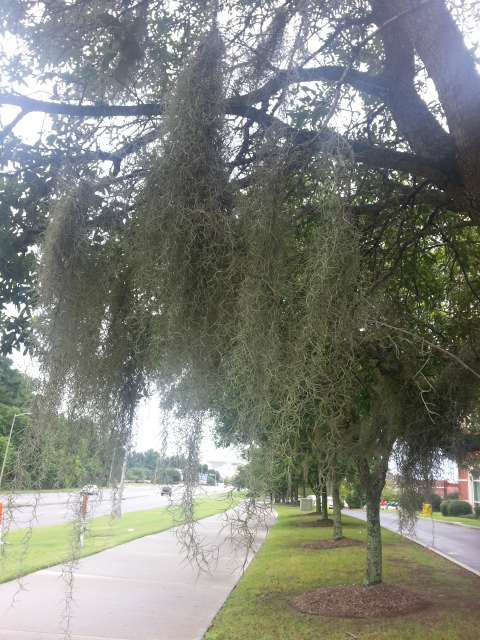 Spanish Moss along the sidewalk outside our hotel.