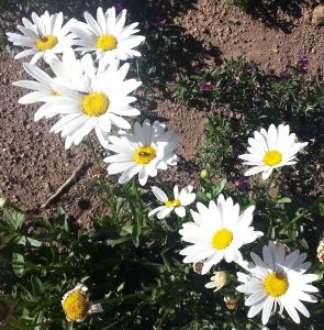 daisies-in-vals-garden